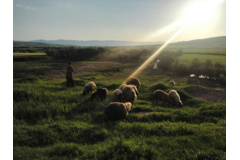 عکس‌های مرتع