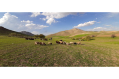 عکس‌های مرتع