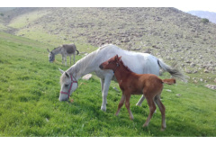 عکس‌های مرتع