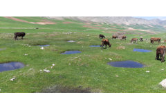 عکس‌های مرتع