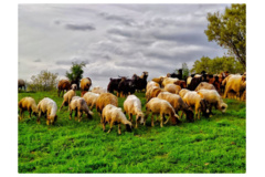 عکس‌های مرتع