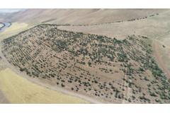 عکس‌های جنگل