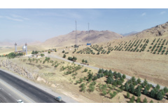 عکس‌های جنگل