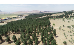 عکس‌های جنگل