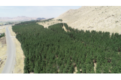 عکس‌های جنگل