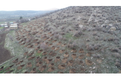 عکس‌های جنگل