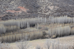 عکس‌های جنگل