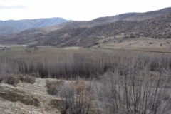 عکس‌های جنگل