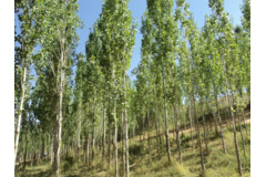 عکس‌های جنگل