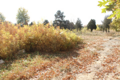 نهالستان قدس ملایر