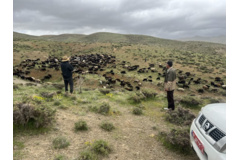 مرتع روستای جربانلو