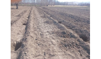 آماده سازی عرصه کاشت نهال با مشارکت دهیار و اهالی روستای دهنو سفلی نهاوند