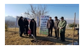 تپه نور الشهدا گمنام تویسرکان در هفته منابع طبیعی درختکاری شد