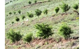 بیش از 2هزار هکتار جنگلکاری در همدان