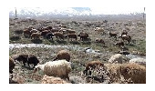 چرای دام بیش از ظرفیت مهمترین عامل تخریب مراتع استان همدان است