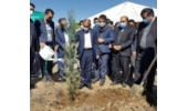 یک میلیون اصله نهال در هفته منابع طبیعی  در همدان غرس می شود