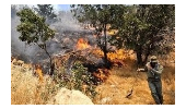 1هکتار از اراضی منابع طبیعی روستای حبشی شهرستان اسدآباد طعمه حریق شد