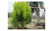 کاشت درخت ، حکم جایگزین قاضی نهاوندی