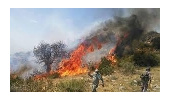 آغاز زود هنگام فصل آتش سوزی درجنگلها ومراتع استان همدان