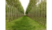 طرح زراعت چوب امسال در مساحت ۳۰ هزار هکتار اجرایی می شود