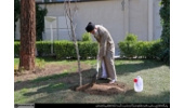 رهبر معظم انقلاب اسلامی به مناسبت روز درختکاری  وهفته منابع طبیعی دو اصله نهال غرس کردند