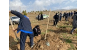 پویش نهال کاری 2 هکتاری درشهرستان اسدآباد بمناسبت هفته منابع طبیعی آغاز شد