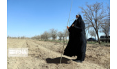 ۱۰ هزار اصله نهال در همدان غرس شد