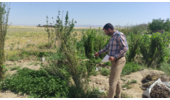 تولید ۸۵ هزار اصله نهال در سطح شهرستان های رزن و درگزین