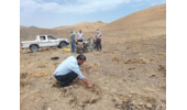 شناسایی متخلف برداشت غیرمجاز کتیرا از بوته‌های گون در اراضی ملی نهاوند