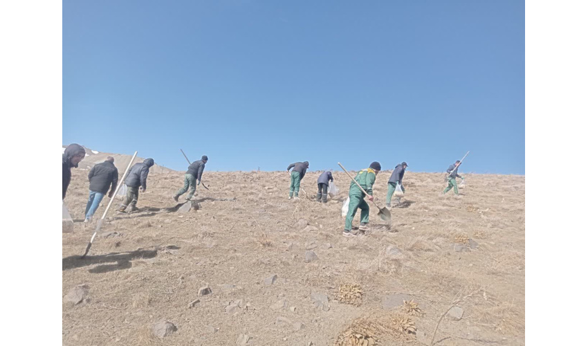 احیای ۵۰ هکتار از مراتع روستای باباعلی با اجرای عملیات بیولوژیکی کپه کاری