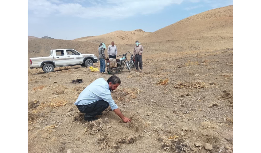 شناسایی متخلف برداشت غیرمجاز کتیرا از بوته‌های گون در اراضی ملی نهاوند