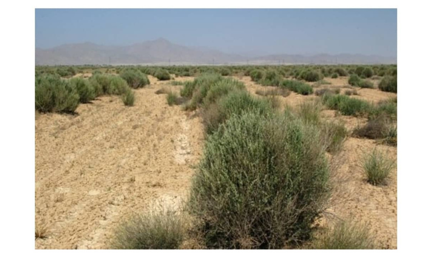 اجرای 500 هکتار عملیات اجرایی بیابان زادیی در سطح عرصه های  ملی و منابع طبیعی استان  همدان