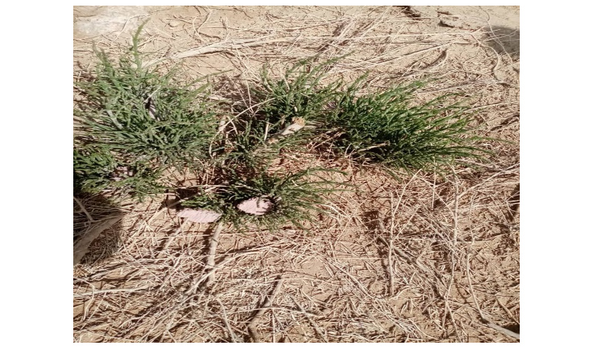 کشف خودرو ی نیسان با بار درخت کهنسال قطع شده در شهرستان ملایر 