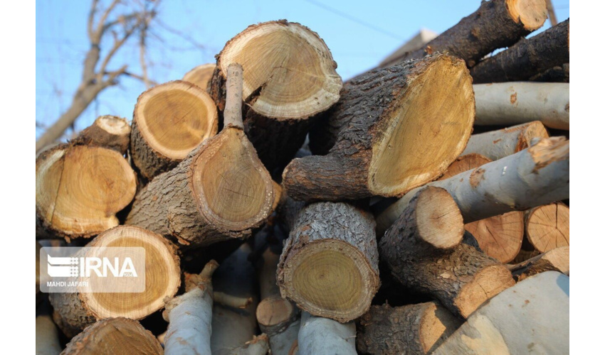 500 کیلو گرم چوب قاچاق در ملایر کشف و ضبط شد