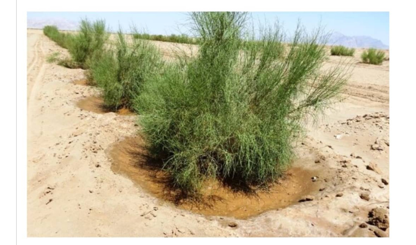 اجرای 330 هکتار عملیات مقابله با بیابان زایی در عرصه اراضی ملی کبودرآهنگ 