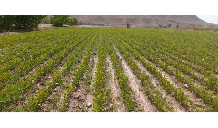 معاون هماهنگی امورعمرانی استانداری همدان در قرارگاه جهادی آبخیزداری: