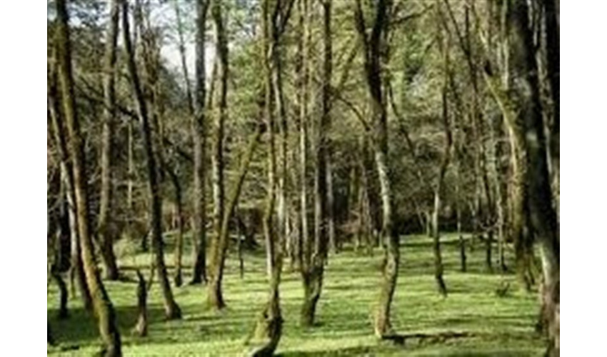 طرح صیانت از جنگل های شهرستان نهاوند اجراشد 