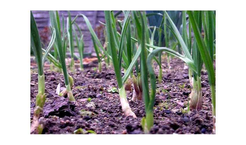 کشت 150هکتار موسیر با مشارکت مردم در مراتع اسدآباد 