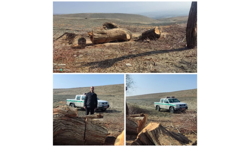 شناسایی  عامل قطع درخت بید در روستای طجر علوی شهرستان ملایر