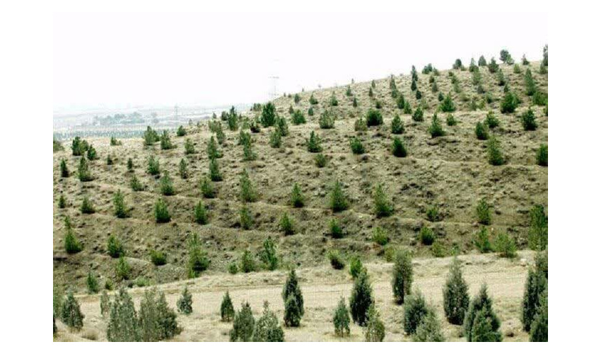 وجود ۲۲۰ هکتار جنگل دستکاشت در اسدآباد