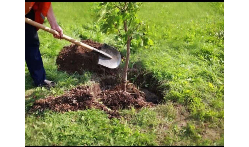 پیش‌بینی غرس ۴۵۷۲ اصله نهال به مناسبت هفته منابع طبیعی در شهرستان  کبودراهنگ