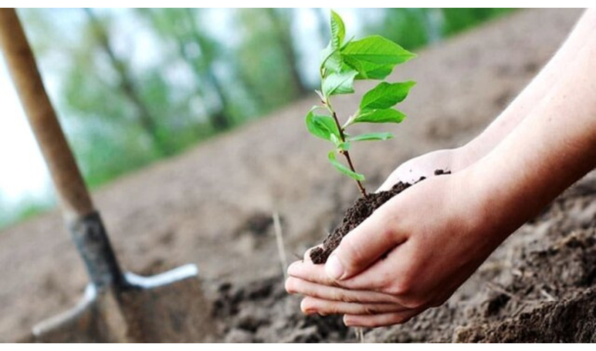 کاشت ۱۸ هزار اصله نهال طی هفته منابع طبیعی در شهرستان بهار