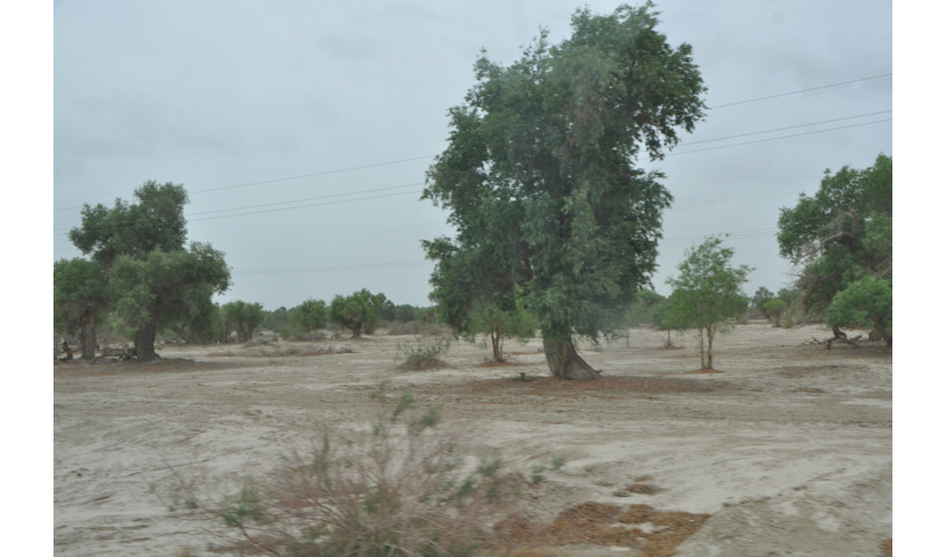 تولیدنهال در محوطه اداره منابع طبیعی وآبخیزداری شهرستان رزن