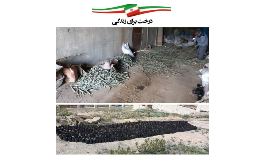 قلمه زنی صنوبر کبود به تعداد 3500نهال در روستای وهنده شهرستان رزن 