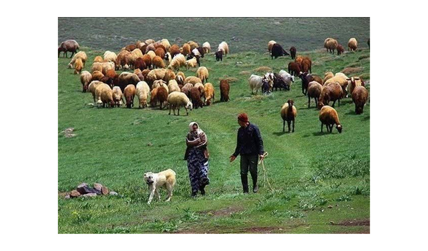 اجرای طرح "هرخانه یک نهالستان "در شهرستان تویسرکان