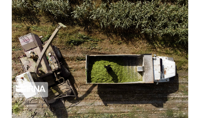 مراتع همدان سالانه 59 هزار تن علوفه تولید می کند .