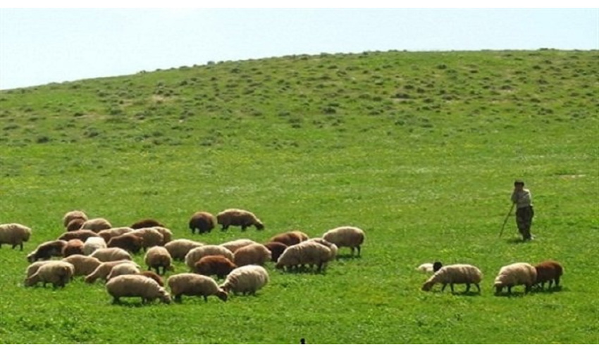 رئیس اداره منابع طبیعی ملایر از برخورد با دامداران و عشایر غیرمجاز و جلوگیری از حضور غیرقانونی آن‌ها در مراتع این شهرستان خبر داد