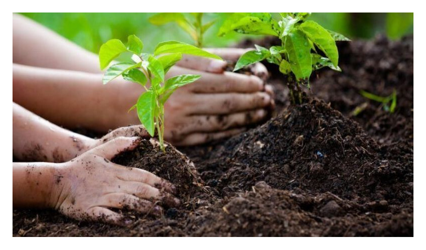  2میلیون و ۸۰۰ هزار نهال در همدان تولید شد