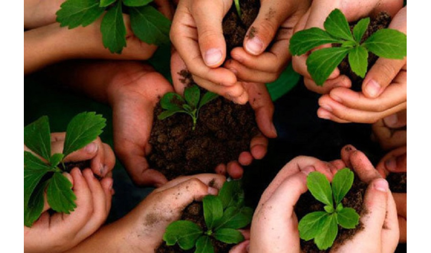 500هزار اصله نهال جهت کشت توسط بخش خصوصی در استان تولید شده است 