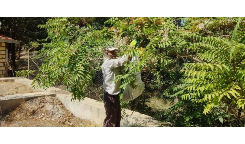 جمع‌آوری بذر درختان آیلان از سطح پارک جنگلی میرزا کوچک خان شهرستان ملایر 